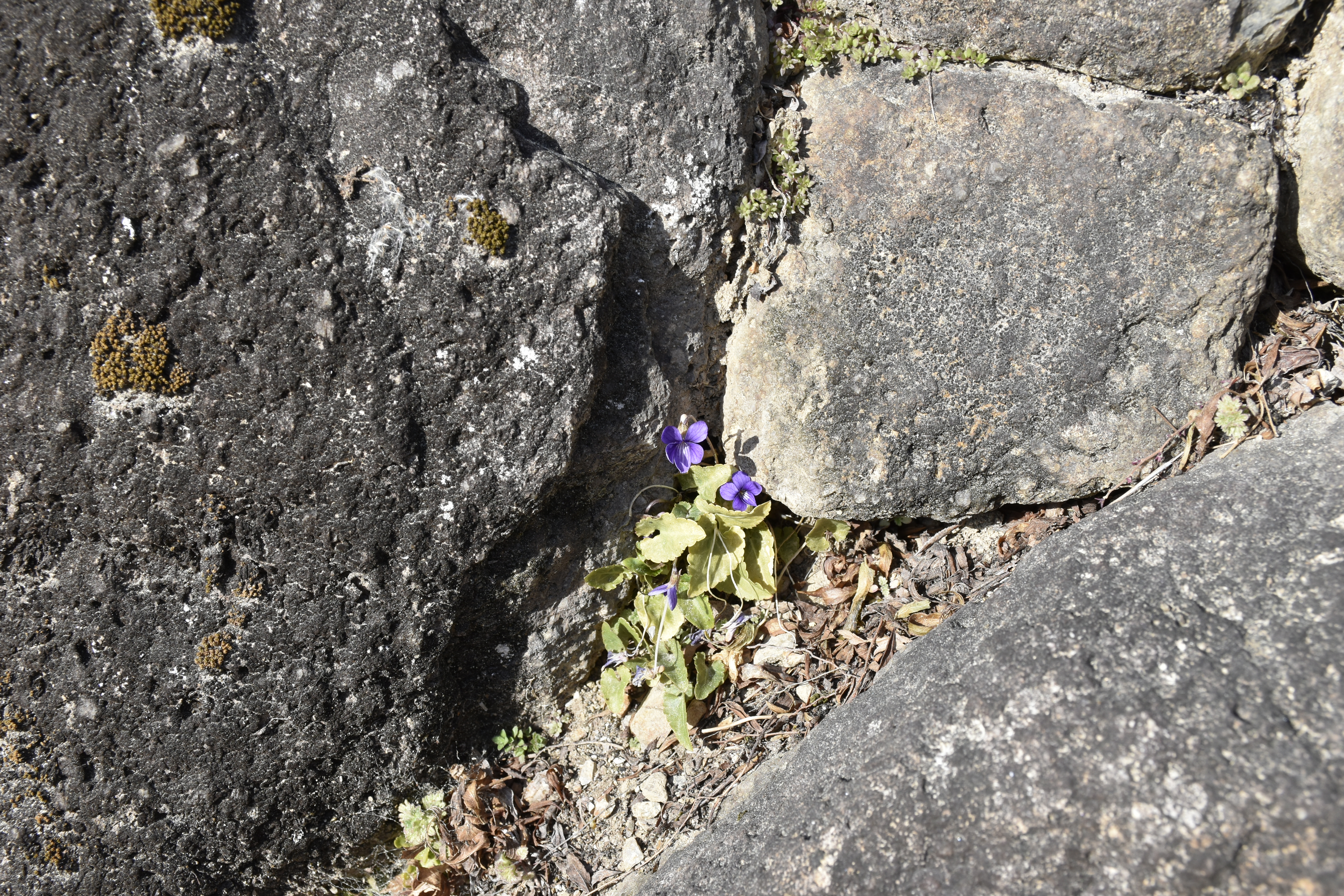 石垣から顔お出した小さな雑草