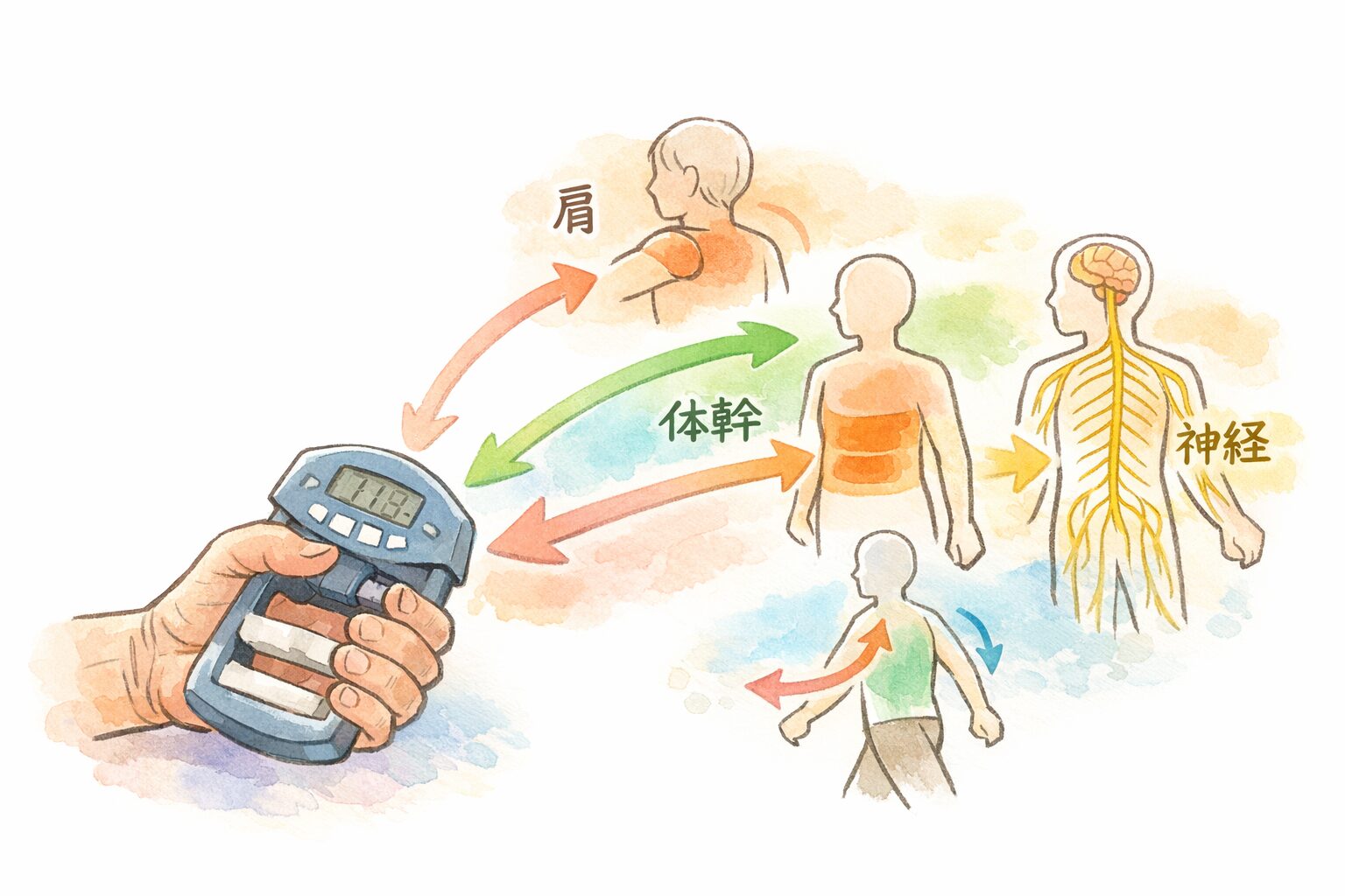 握力計を握る手元から肩や体幹へ矢印が伸び、握力が全身の協力で生まれることを示した、柔らかな手書き風イラスト